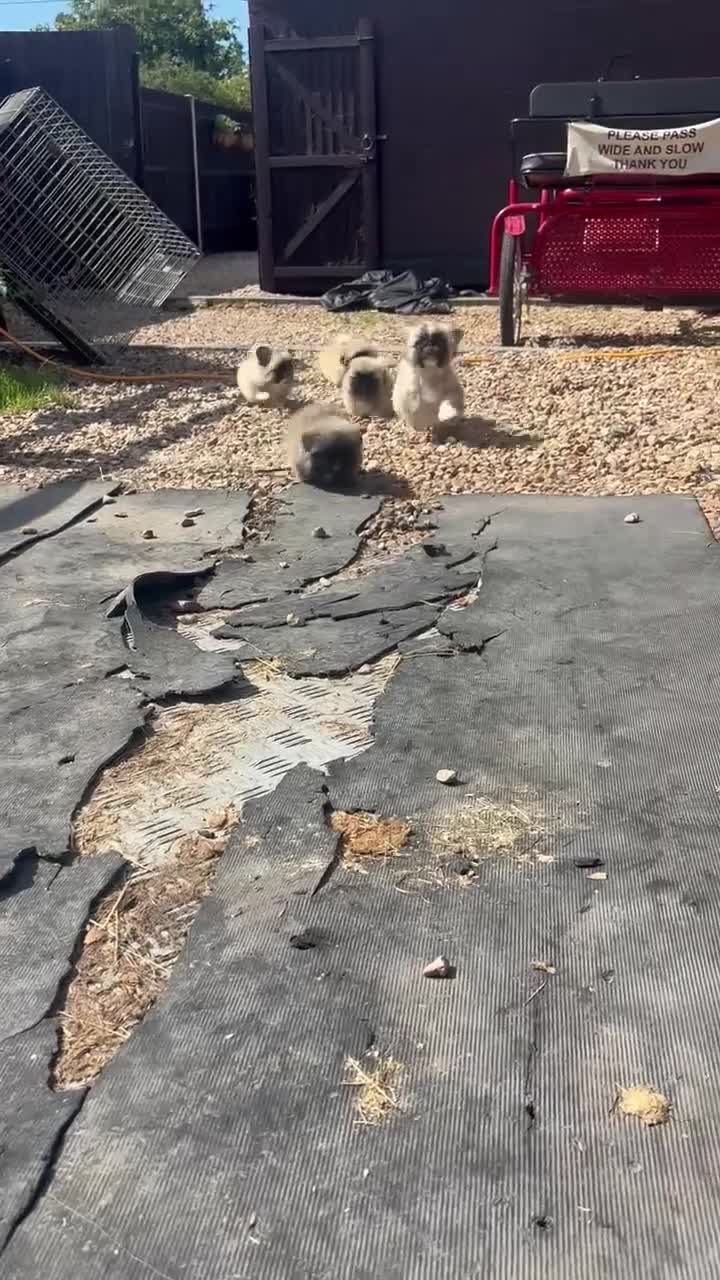 Pekingese dogs for sale: KC Registered Pekingese Puppies top quality  - Video 2