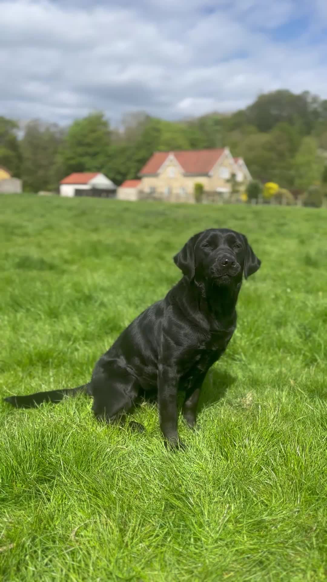 Labrador Retriever dogs for sale: Traditional Stocky Labrador Puppies due 2nd March - Video 2