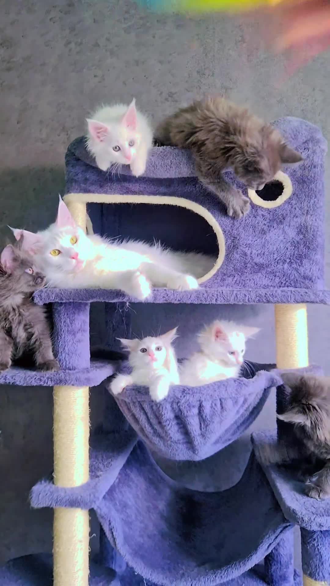 Maine Coon cats for sale: TICA REGISTERED MAINE COON KITTENS - Video 1