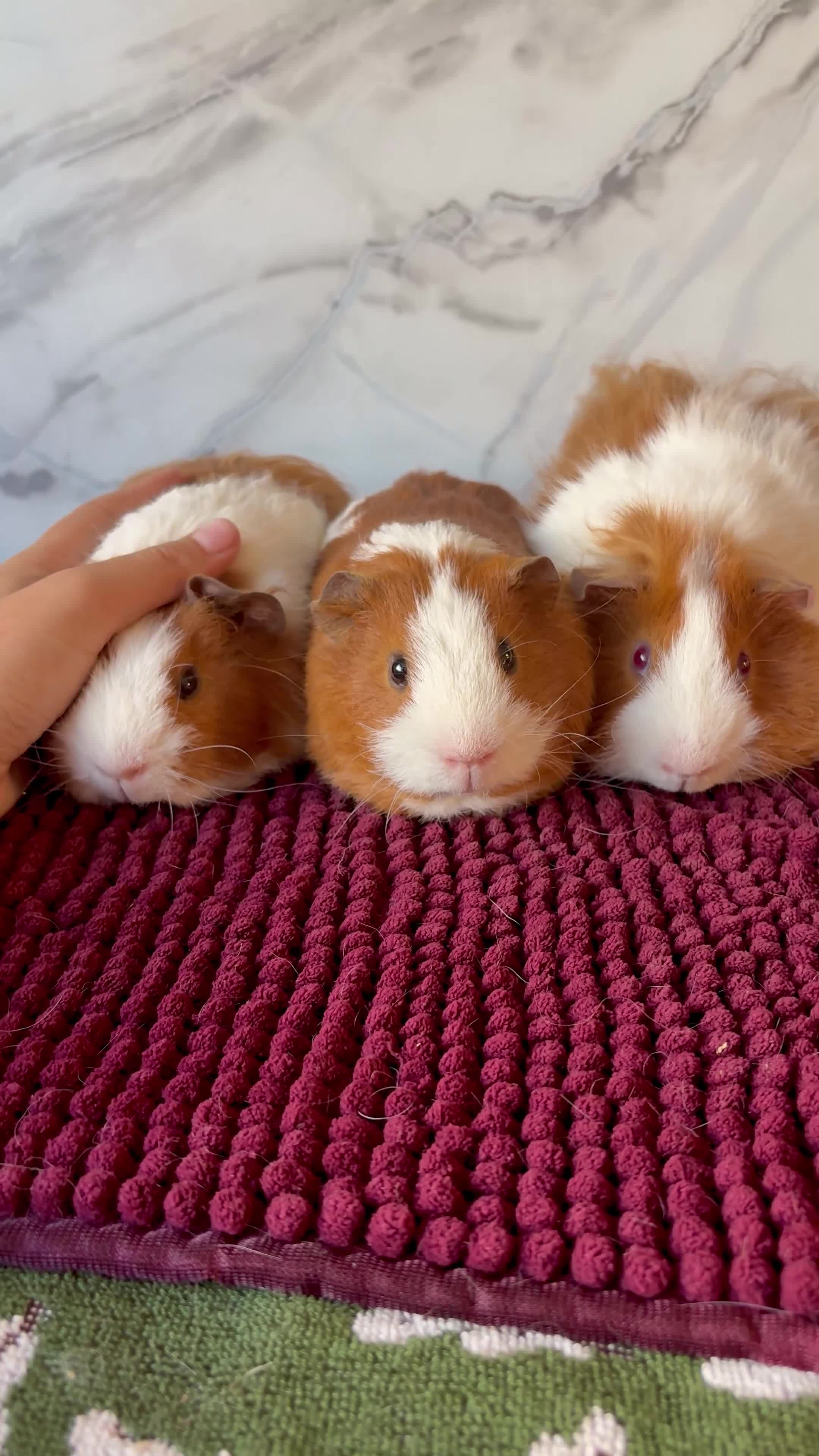 Guinea Pig rodents for sale: A Sweet Trio of Boys 🩵🩵 - Video 1