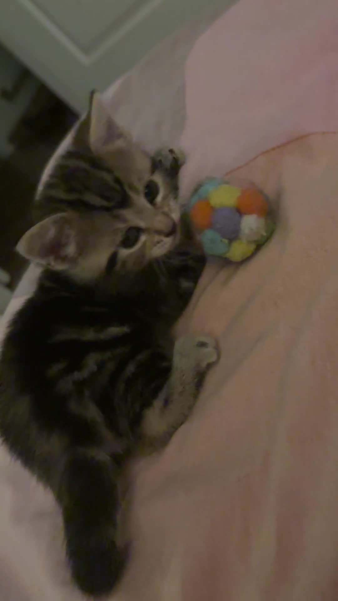 Mixed Breed cats for sale: Adorable Bengal x Shorthair Kittens - Video 2
