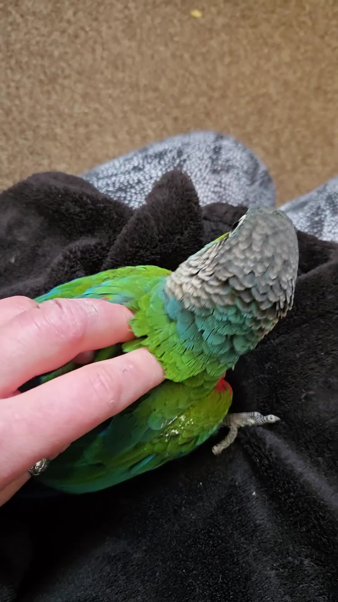 Conures birds for sale: Tame Crimson Conure - Video 2