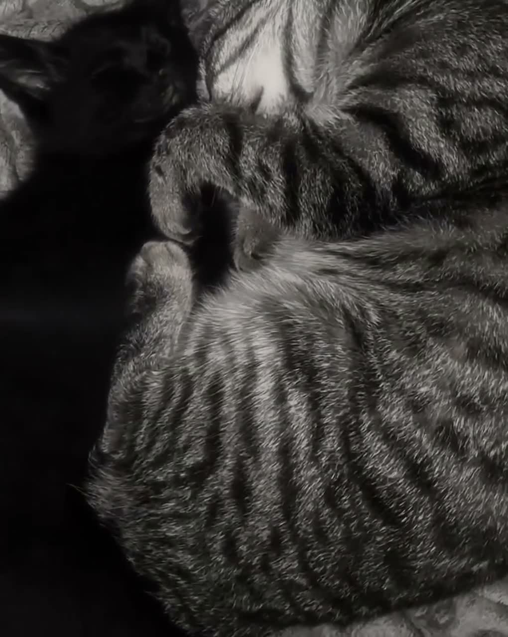 Mixed Breed cats for sale: NEED REHOMED ASAP black Kitten & junior tabby - Video 3