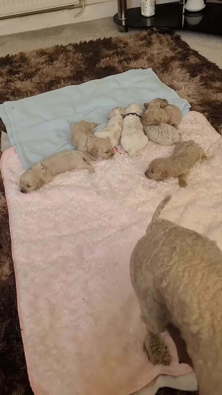 Mixed Breed dogs for sale: *READY TO LEAVE* 7 beautiful Cavapoochons  - Video 2