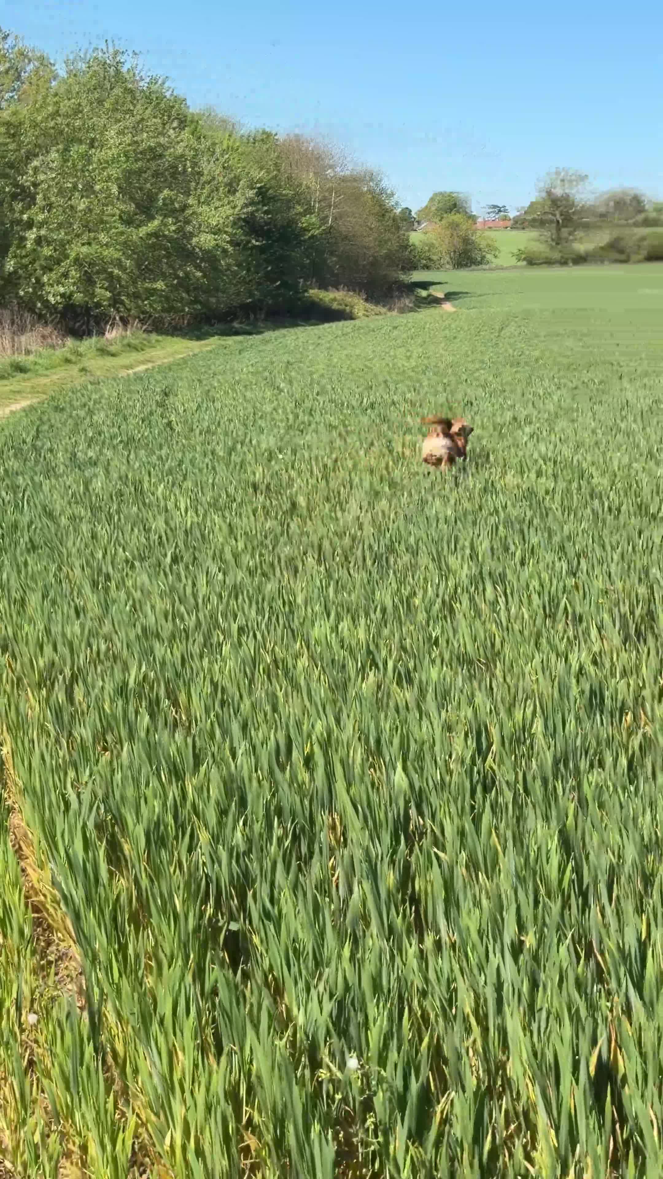 Cockerdor dogs for sale: Rehoming our beloved Cockerdor in Norwich - Video 2