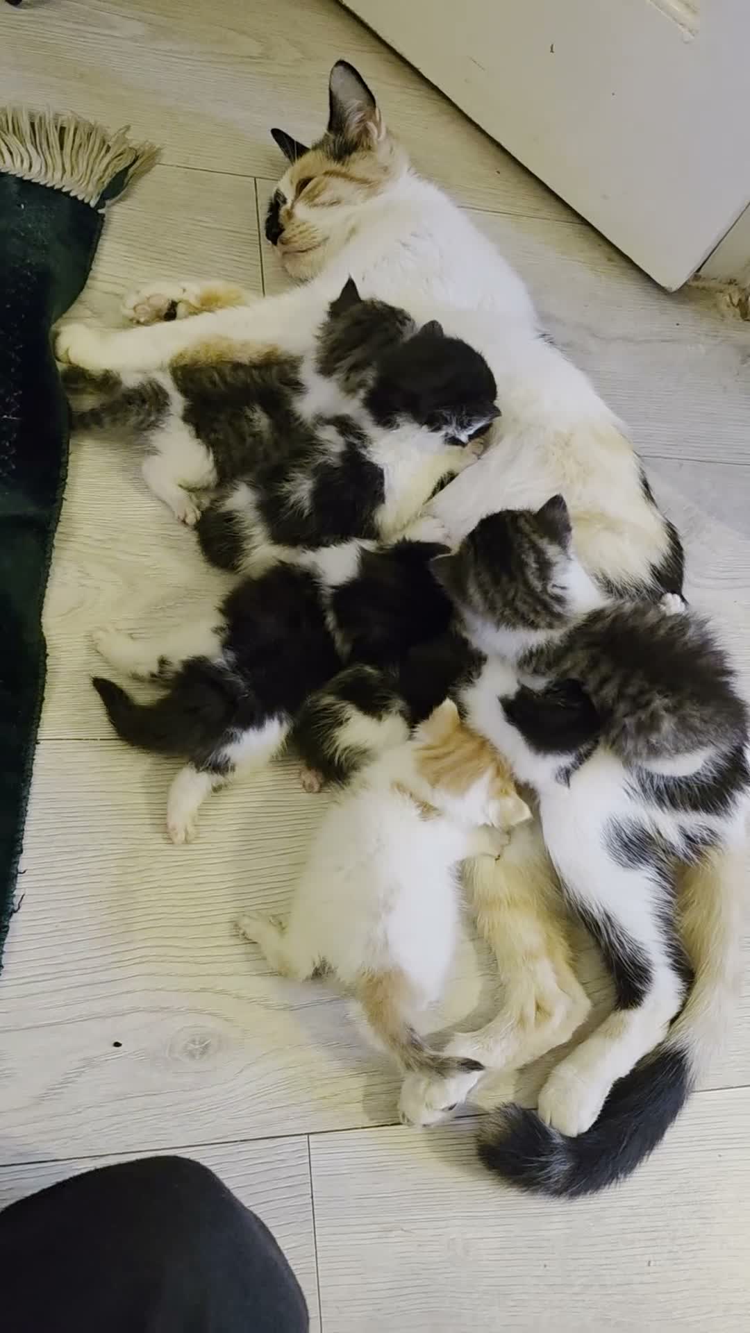 Mixed Breed cats for sale: Beautiful kittens for sale  - Video 1