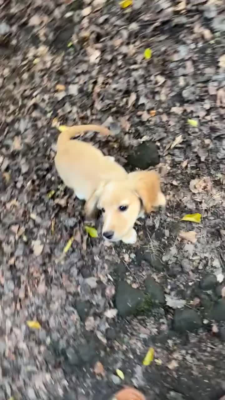 Cocker Spaniel dogs for sale: Cocker spaniel  in Bishop Auckland - Video 1