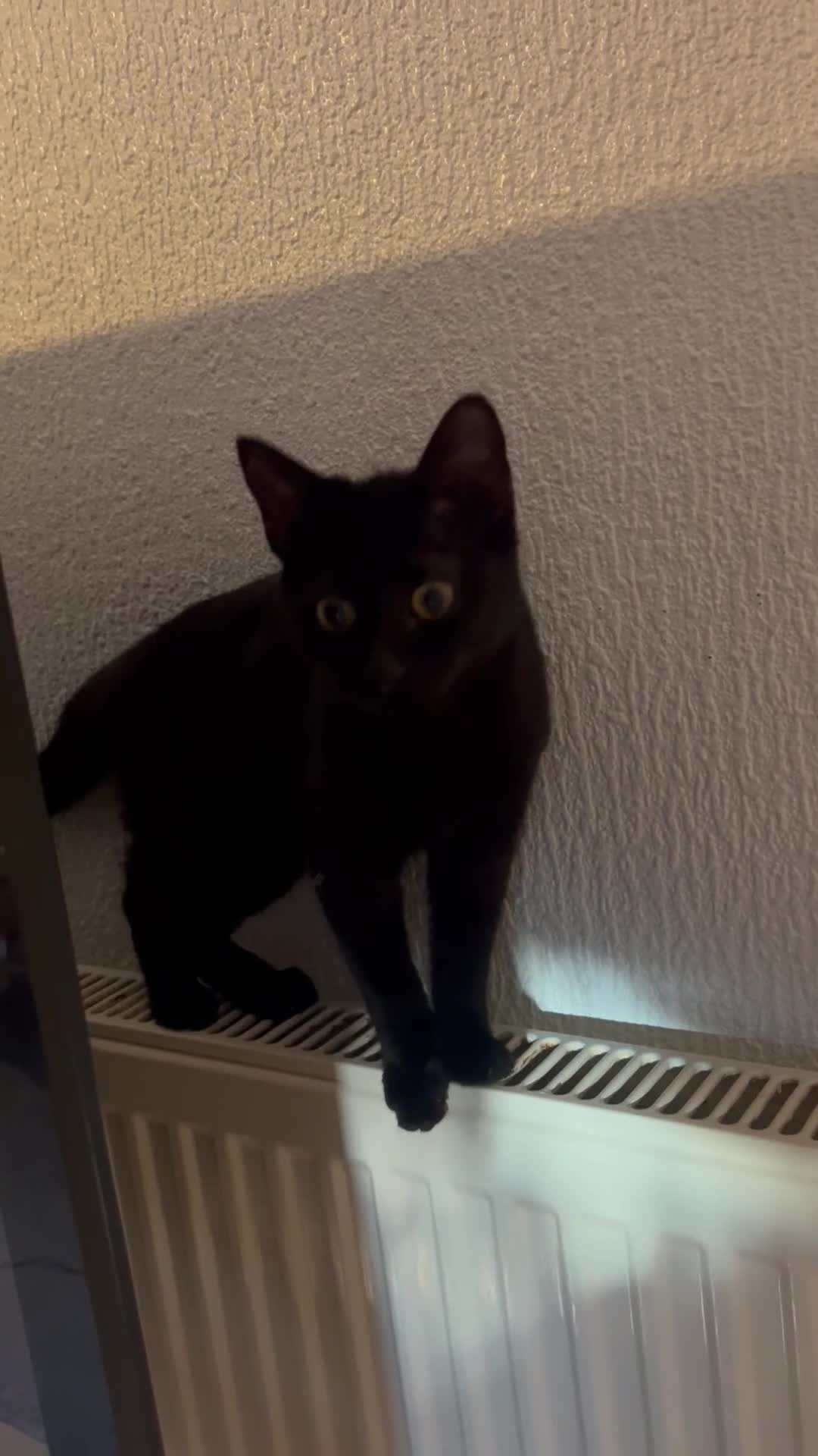 Bombay cats for sale: Female Bombay Black Kitten - Video 1