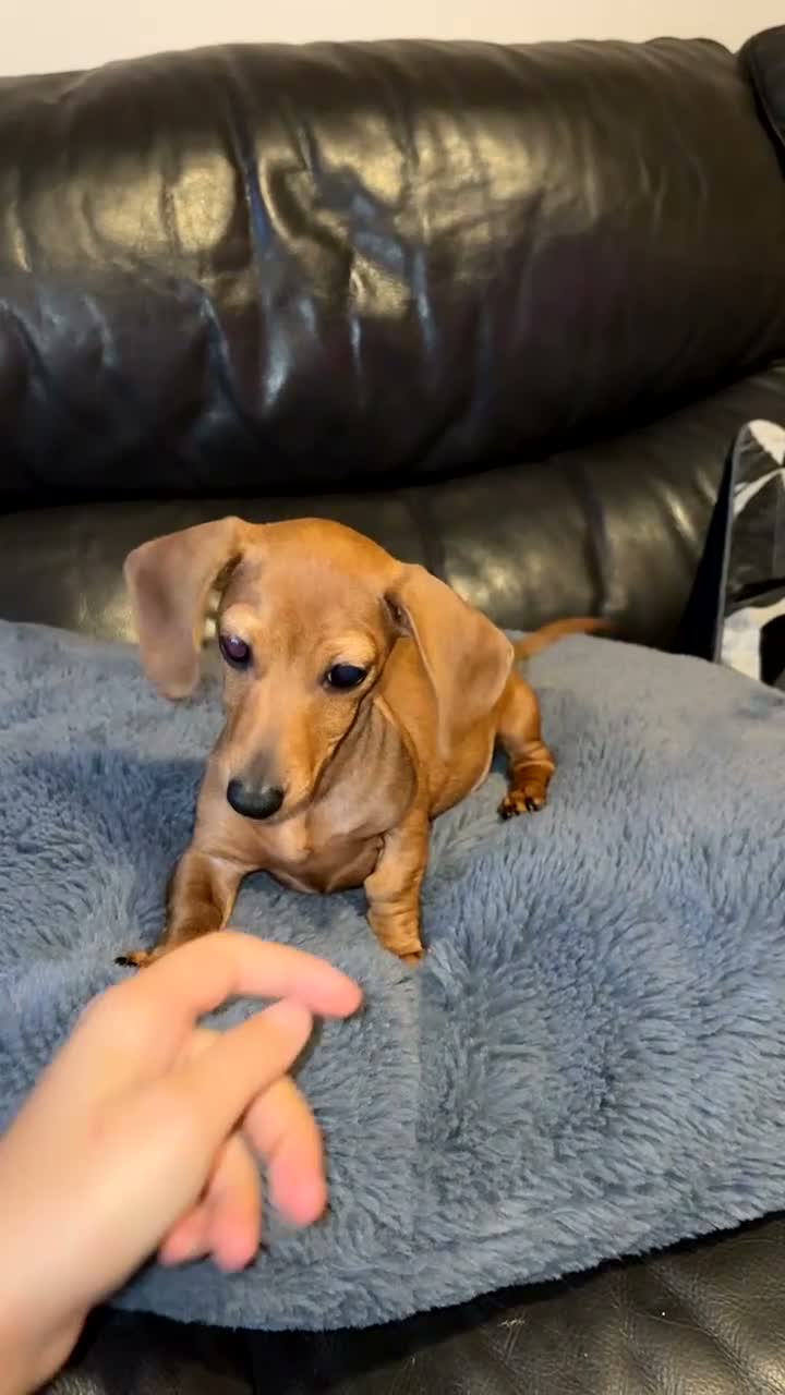 Miniature Dachshund dogs for sale: Miniature dachshund 16 weeks available now - Video 1