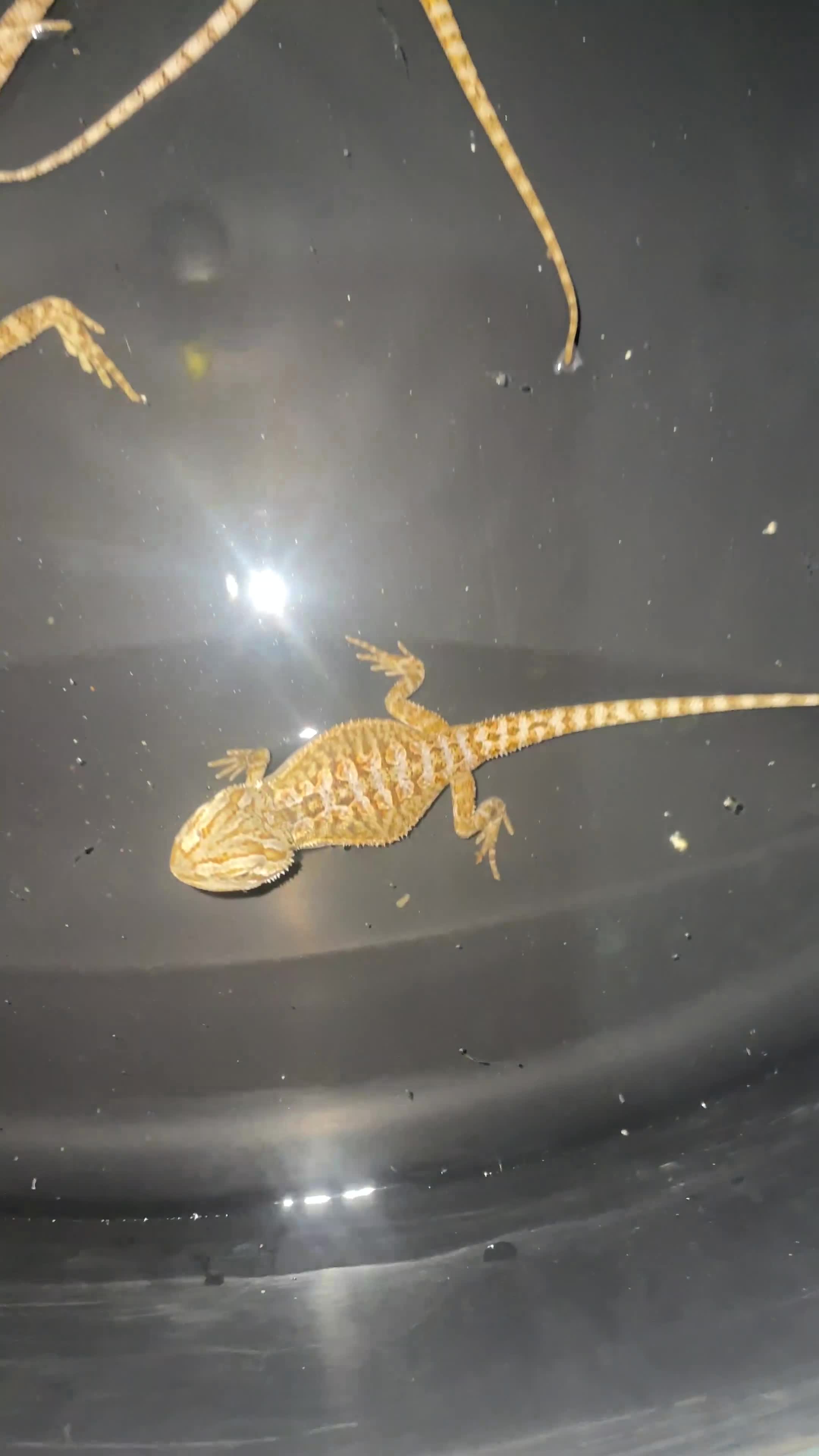 Bearded Dragon reptiles for sale: Bearded dragons  - Video 2