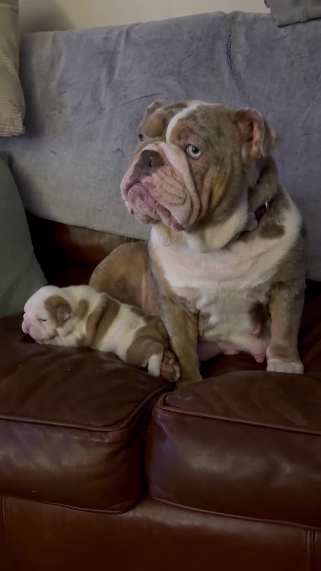 English Bulldog dogs for sale: British Bulldog Puppy for sale - Video 1