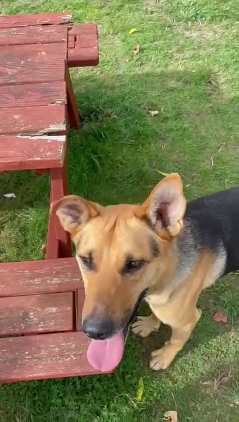 Mixed Breed dogs for adoption: Stunning Alfonz ready for love - Video 1