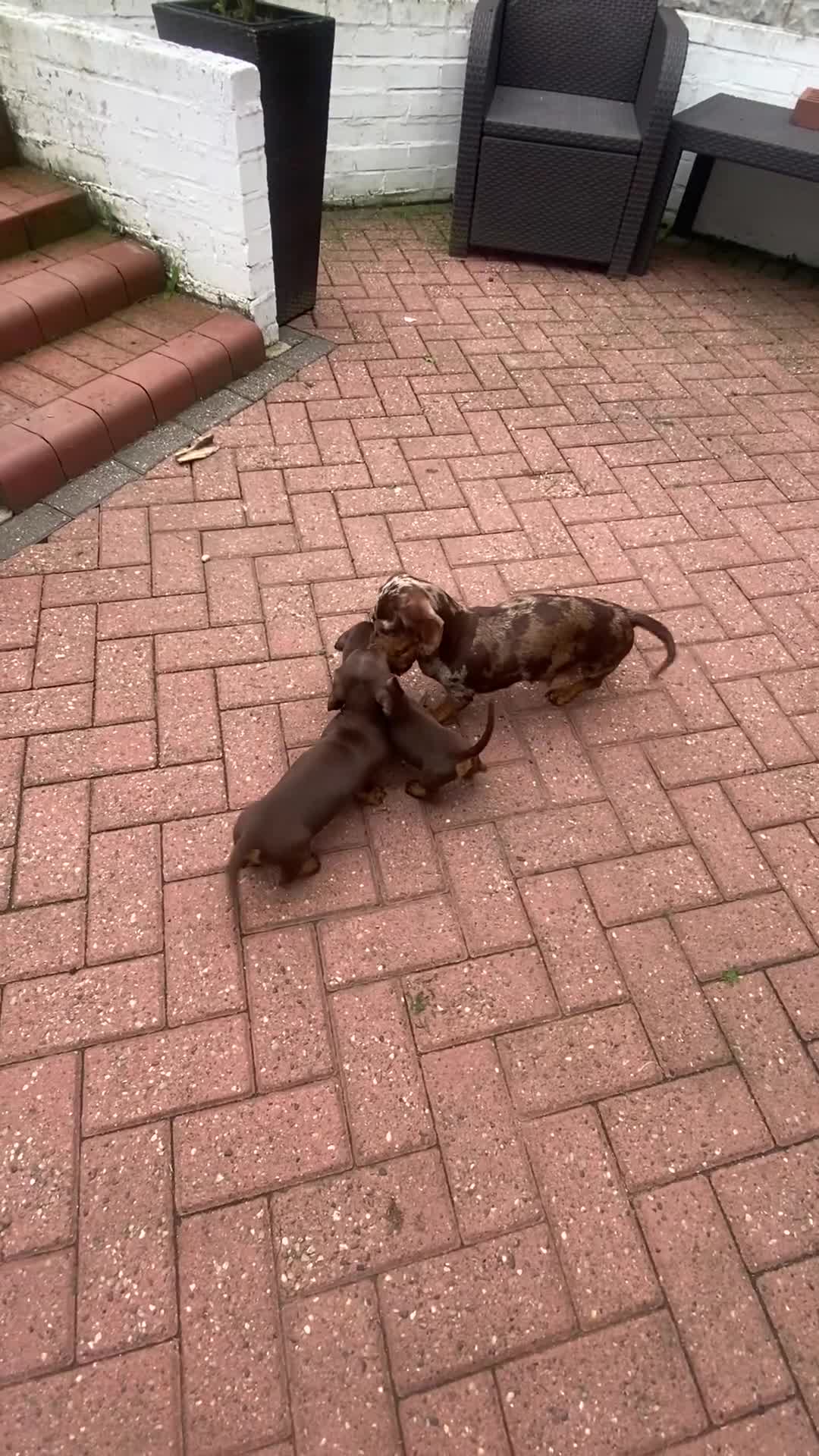 Miniature Dachshund dogs for sale: One Beautiful boy left, KC reg, pra clear - Video 1
