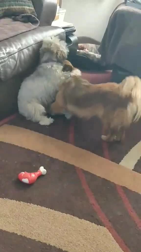 Mixed Breed dogs for adoption: Lottie seeks forever home  - Video 2