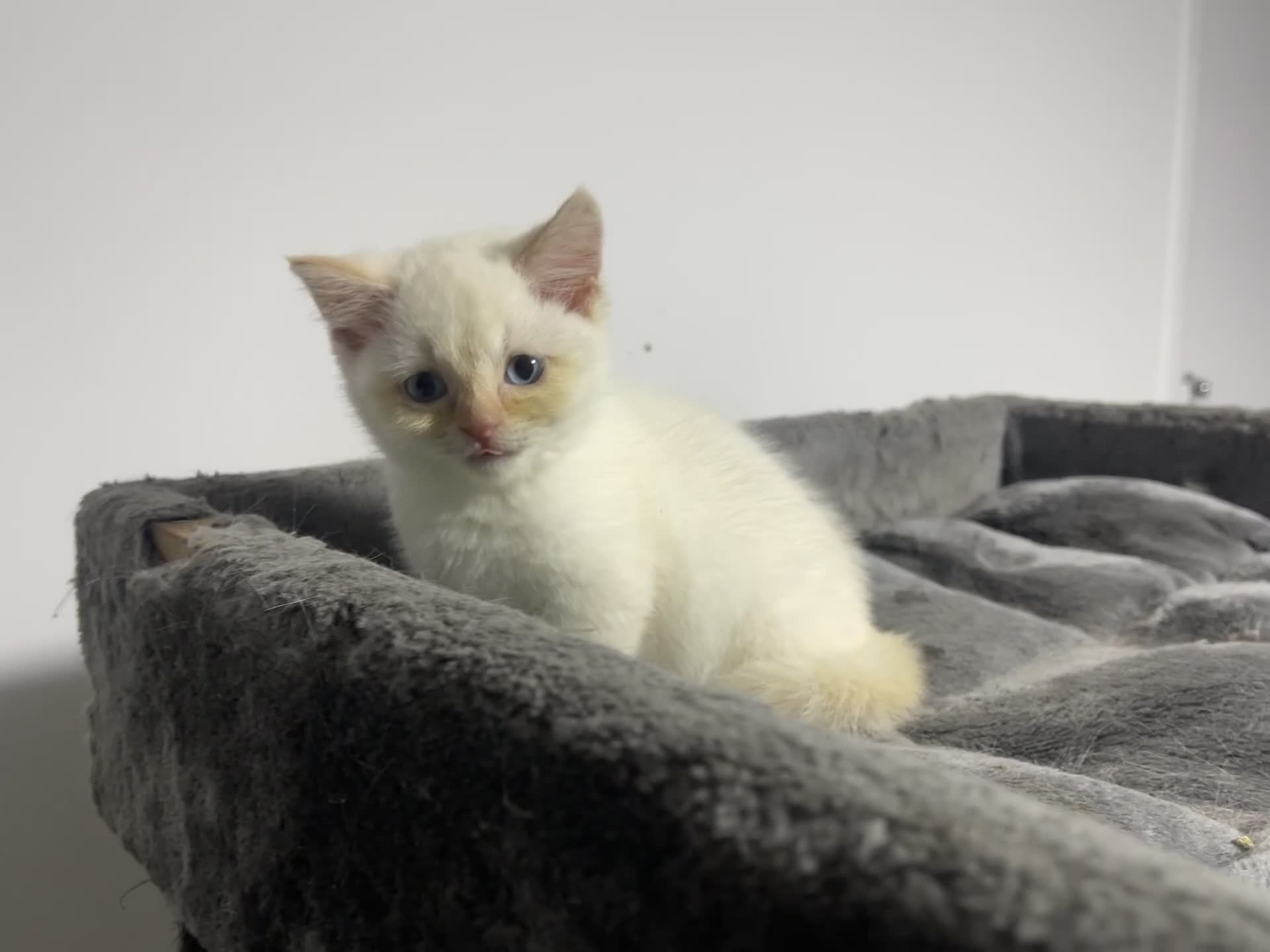 British Shorthair cats for sale: White british shorthair GIRL with blue eyes - Video 1