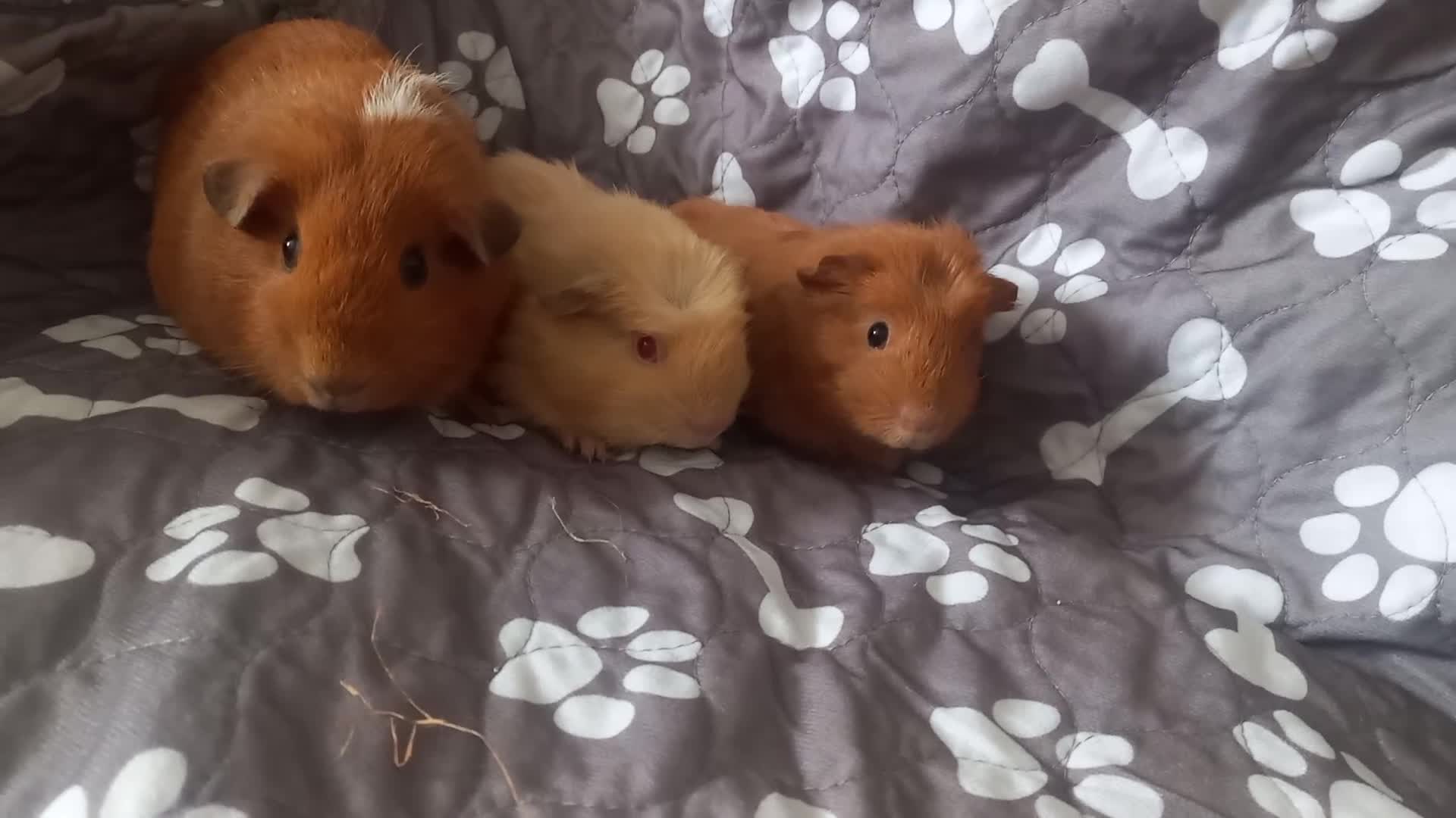 Guinea Pig rodents for sale: Female baby guinea pigs  - Video 2