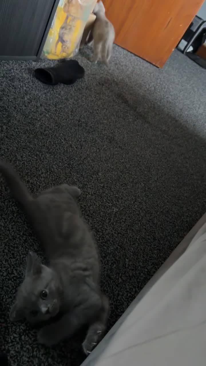 British Shorthair cats for sale: 2 FRIENDLY BRITISH SHORTHAIR MALES  - Video 4