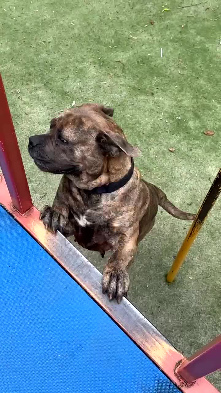 Cane Corso dogs for sale: Beautiful Cane Corso Female for sale - Video 2