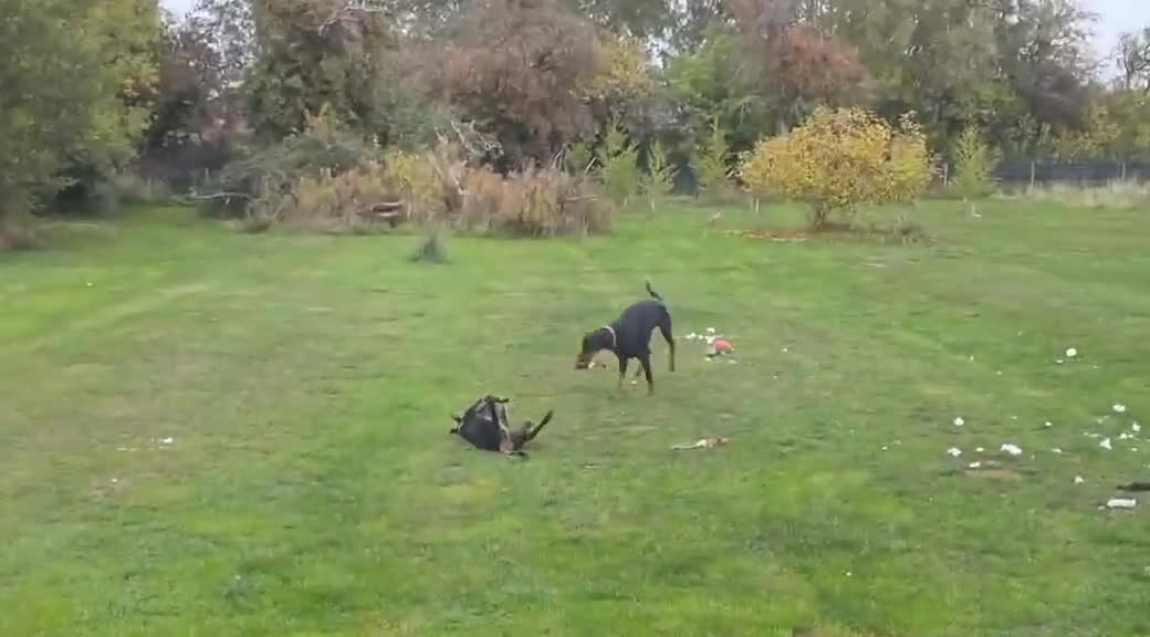 Mixed Breed dogs for adoption: Perfect PICKLE - Video 3