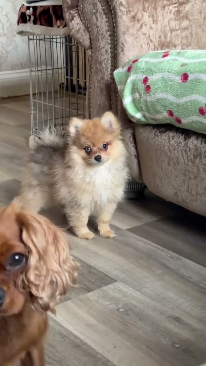 Pomeranian dogs for sale: Ready now Last little Boy … Pomeranian puppies  - Video 1