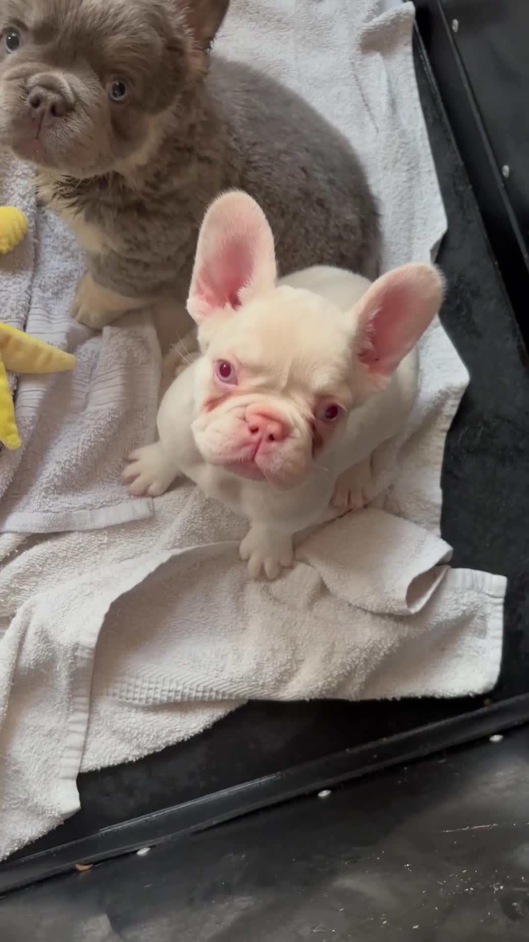 French Bulldog dogs for sale: French Bulldog Puppies KC registered  - Video 3