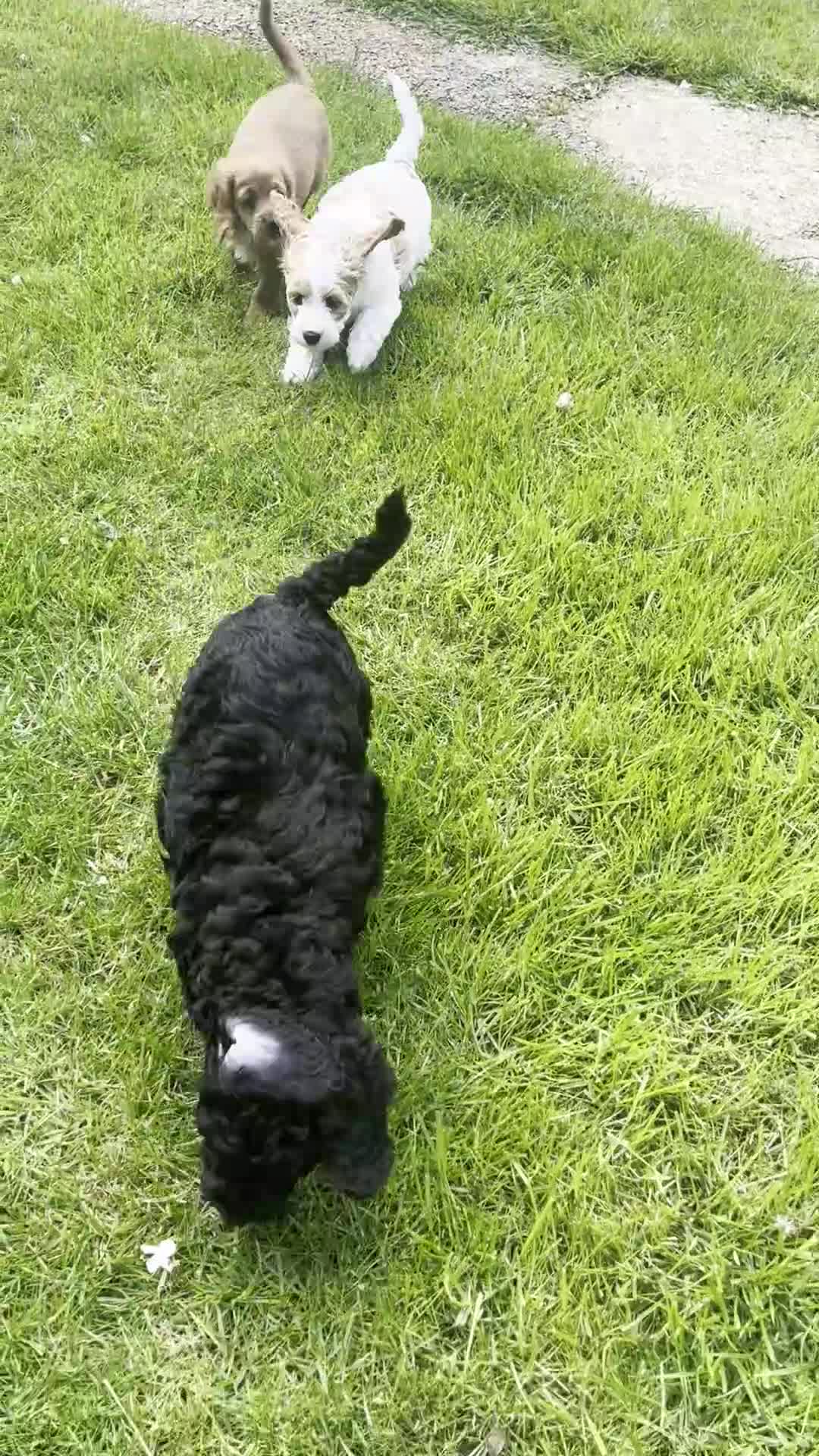 Cockapoo dogs for sale: 🐾REHOMED 🐾 Beautiful Black F1b Cockapoo 🖤 - Video 1