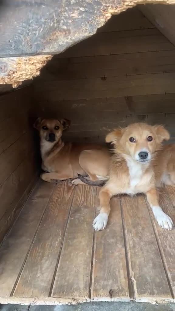 Mixed Breed dogs for adoption: Tansy, 2-4 yrs old. Available for adoption. - Video 3