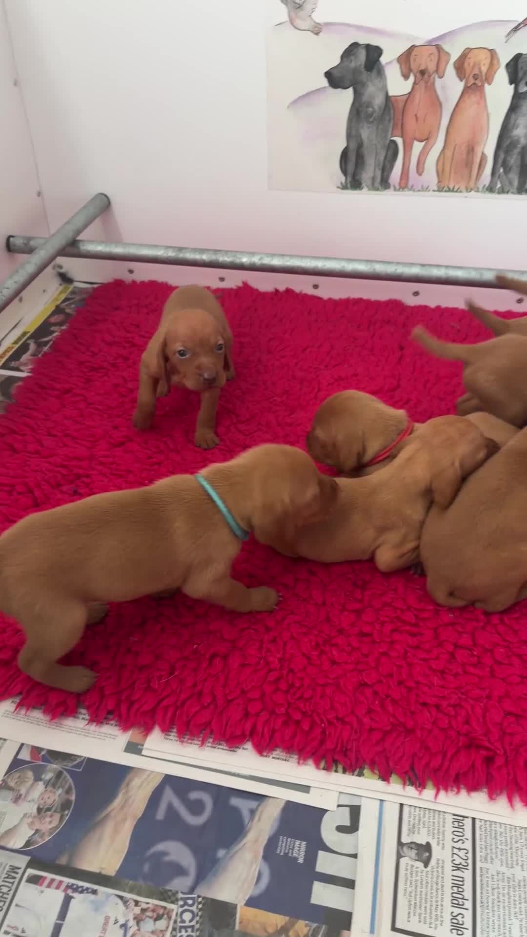 Hungarian Vizsla dogs for sale: Smooth haired Hungarian vizsla puppies  - Video 1