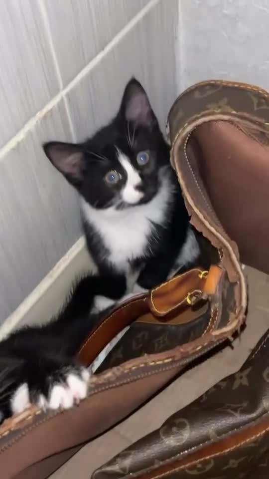 Mixed Breed cats for sale: beautiful tuxedo kittens for sale 🩶 - Video 1
