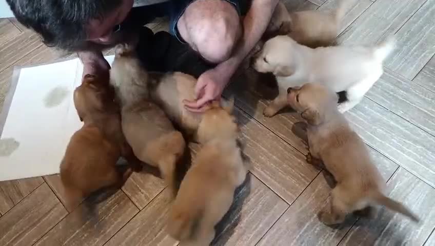 Golden Retriever dogs for sale: 2 girls and 2 boys available! Ready on Monday  - Video 2