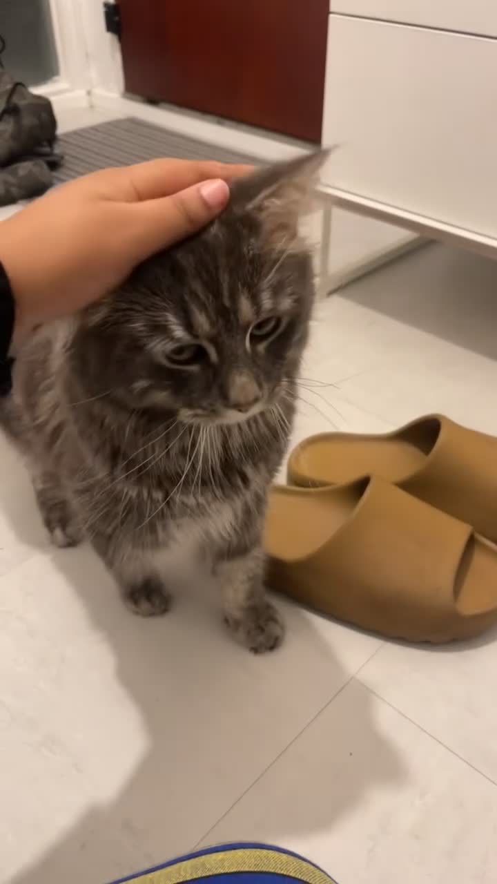 Mixed Breed cats for sale: Loving 1-Year-Old Half Maine Coon / Tubby - Video 2