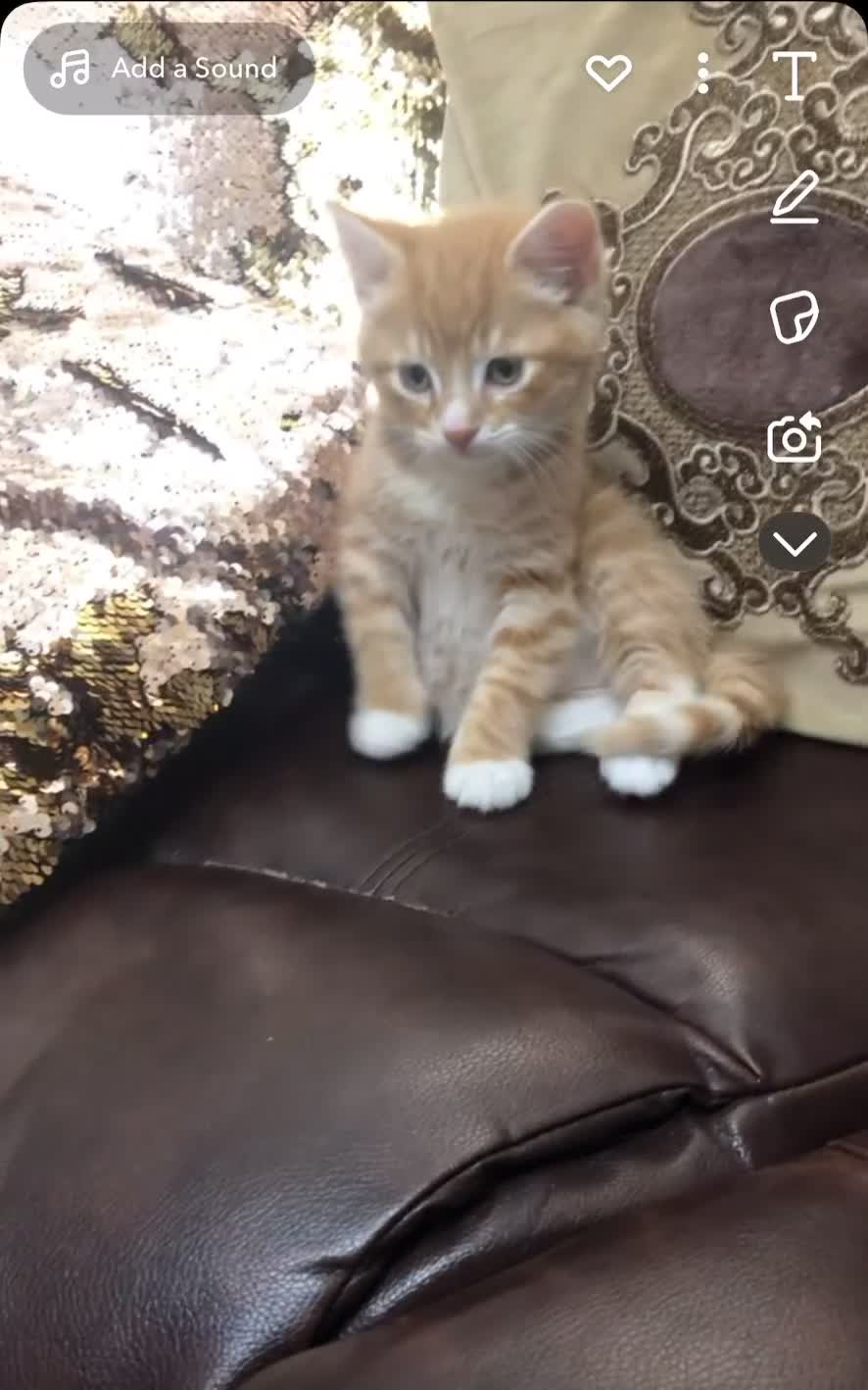 Mixed Breed cats for sale: GORGEOUS GINGER BENGAL X KITTENS 8 WEEKS  - Video 1