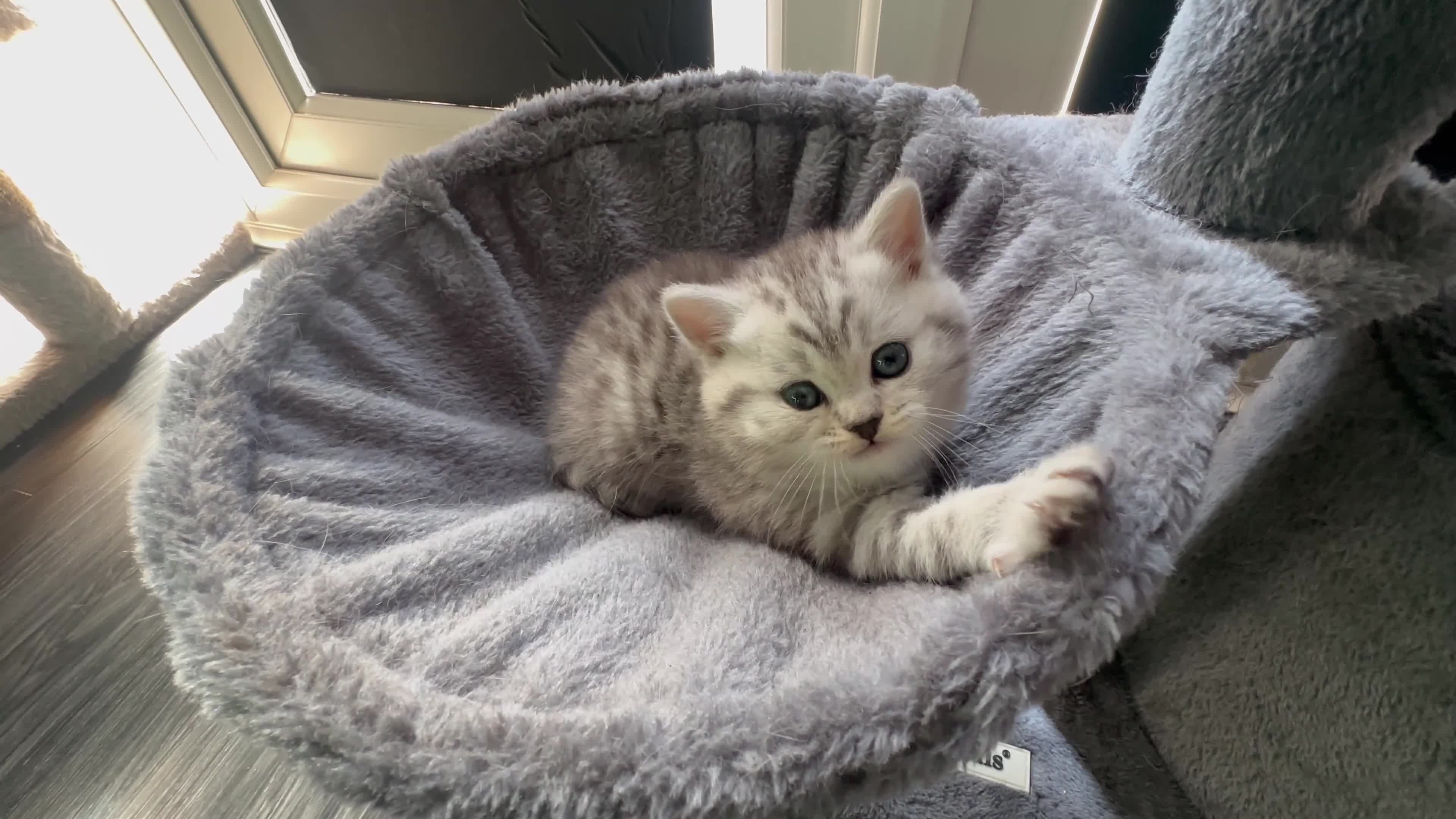 British Shorthair cats for sale:     Beautiful British Shorthair Silver Boy ⭐⭐⭐⭐⭐ - Video 2