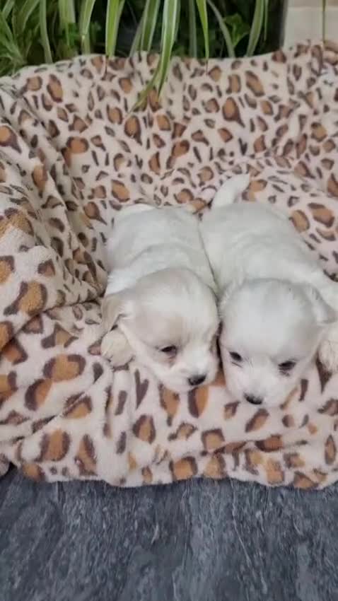 Mixed Breed dogs for sale: Stunning Havachons - Video 1