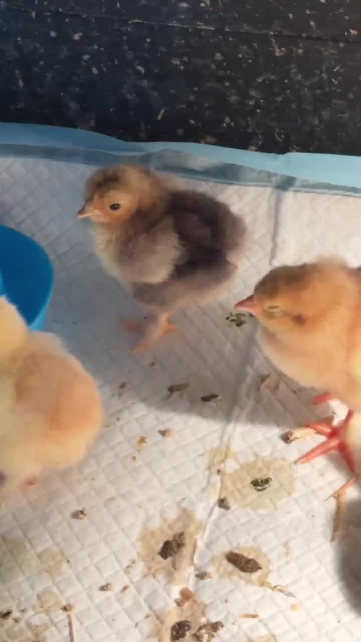 Chickens poultry for sale: Bantam chicks  - Video 1