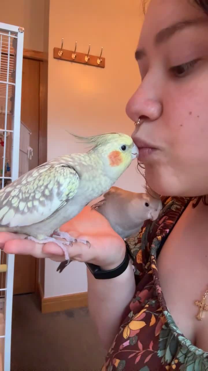 Cockatiels birds for sale: Young Cockatiel couple MUST BE SOLD TOGETHER - Video 1