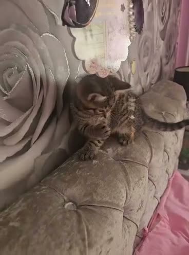 Bengal cats for sale: Female kitten - Video 1