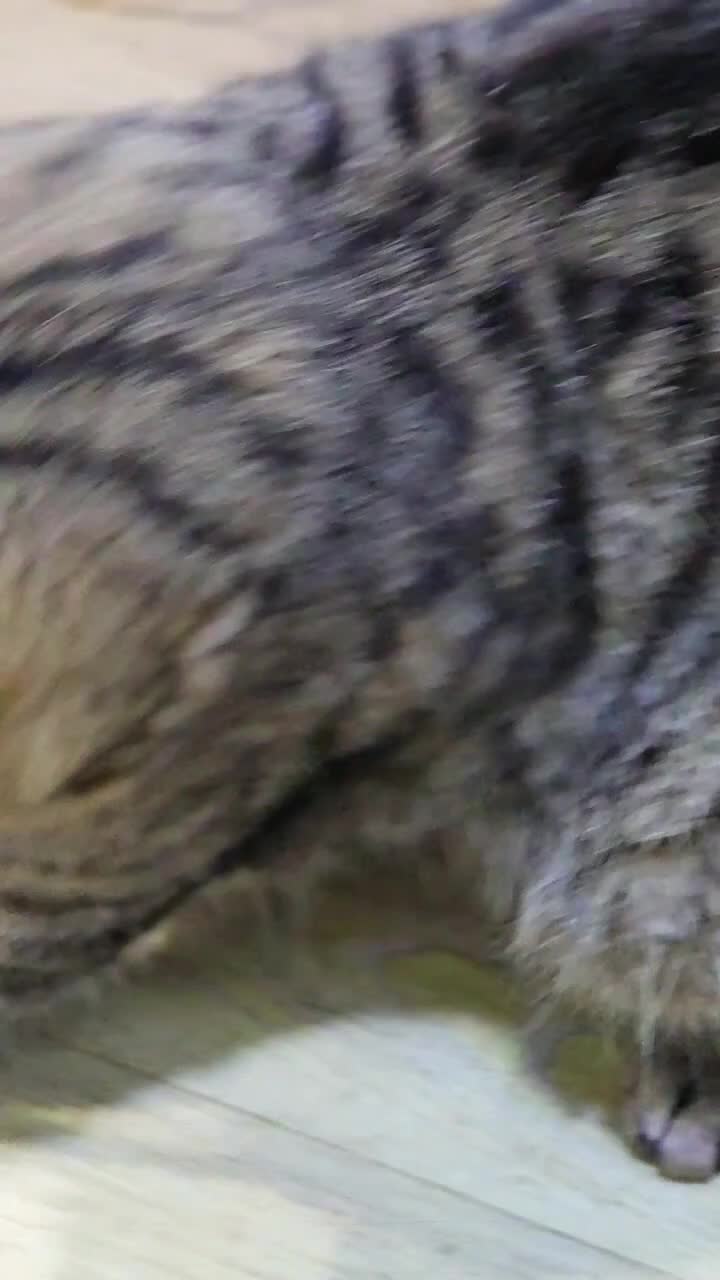 British Shorthair cats for sale: Beautiful Pure British Shorthair Golden Tabby Cat - Video 1