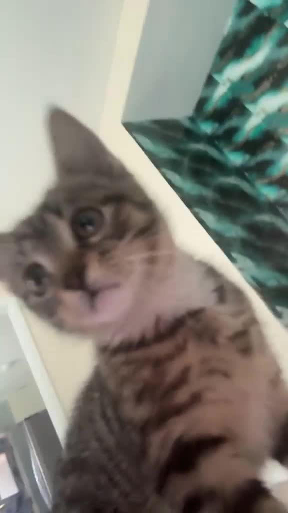 Mixed Breed cats for sale: tabby kitten in Manchester - Video 1