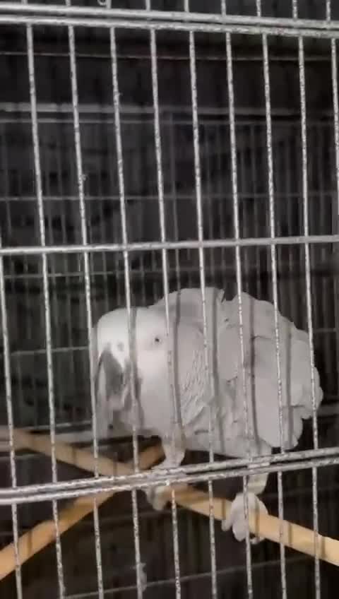 Budgerigars birds for sale: Accrington  - Video 1
