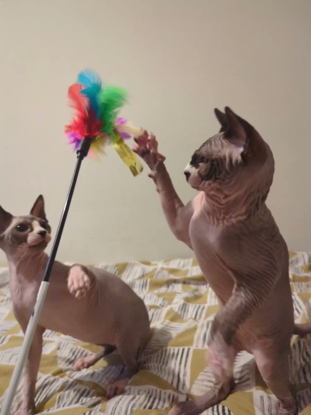 Sphynx cats for sale: *PEDIGREE SPHYNX* TICA REGISTERED *DNA HCM4 CLEAR* - Video 3