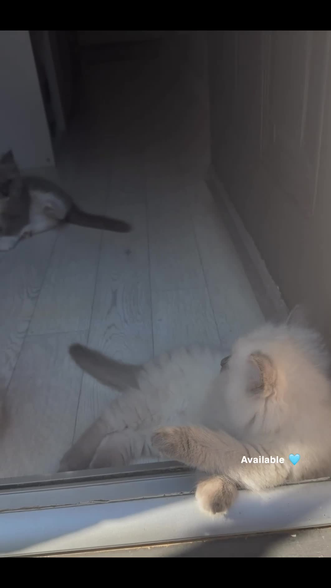 Ragdoll cats for sale: Radoll Kittens - Boy & girl available  - Video 1