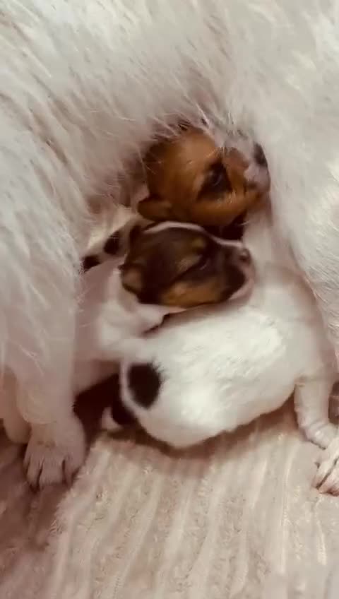 Jack Russell dogs for sale: 5 old-fashioned, rough head Jack Russell Puppies - Video 1