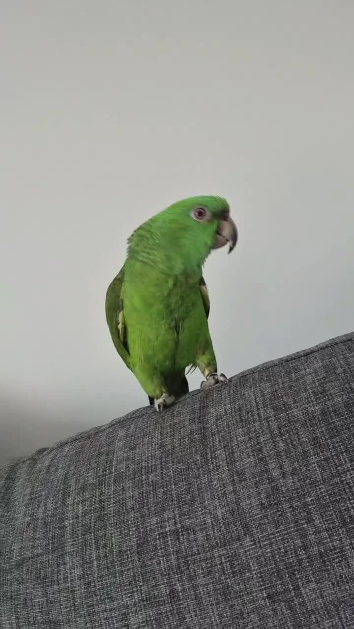 Parrots birds for sale: Yellow naped amazon, Tame parrot  - Video 1