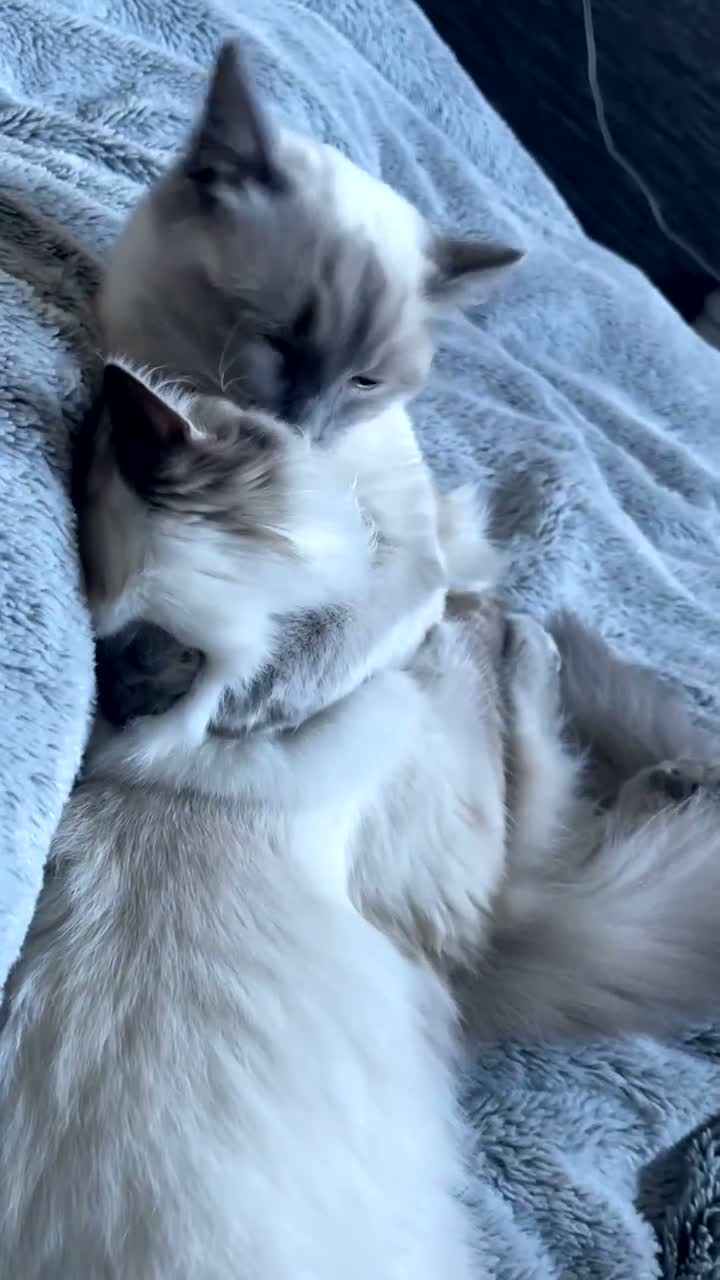 Ragdoll cats for sale: Queen GCCF Ragdoll - Video 1