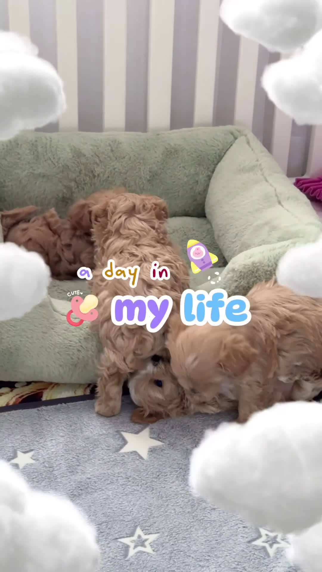 Maltipoo dogs for sale: 💎🧸  Quality Asian Maltipoo DNA clear💎🧸   - Video 1