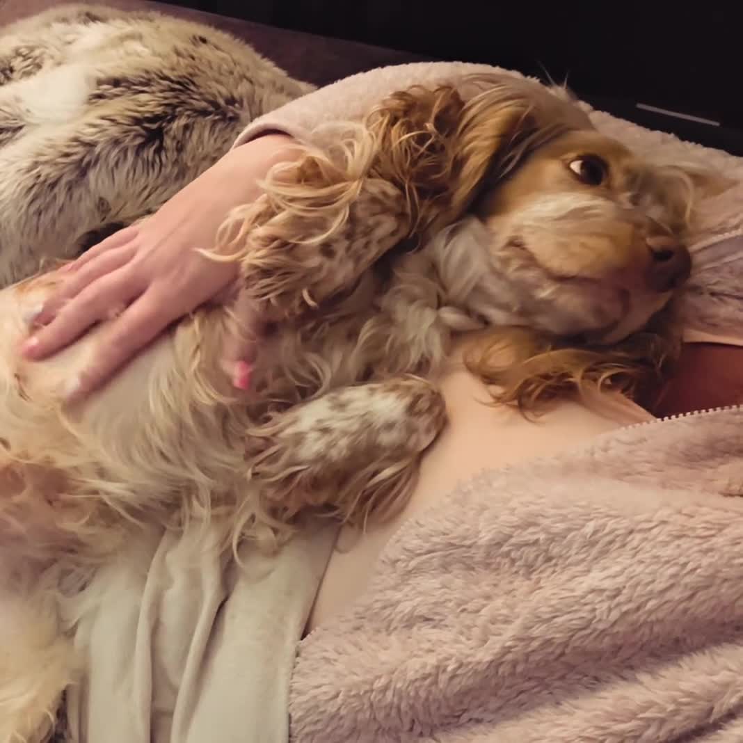 Cocker Spaniel dogs for sale: 🧡🐾🧡Beautiful Cocker Spaniel Puppies coming soon - Video 1