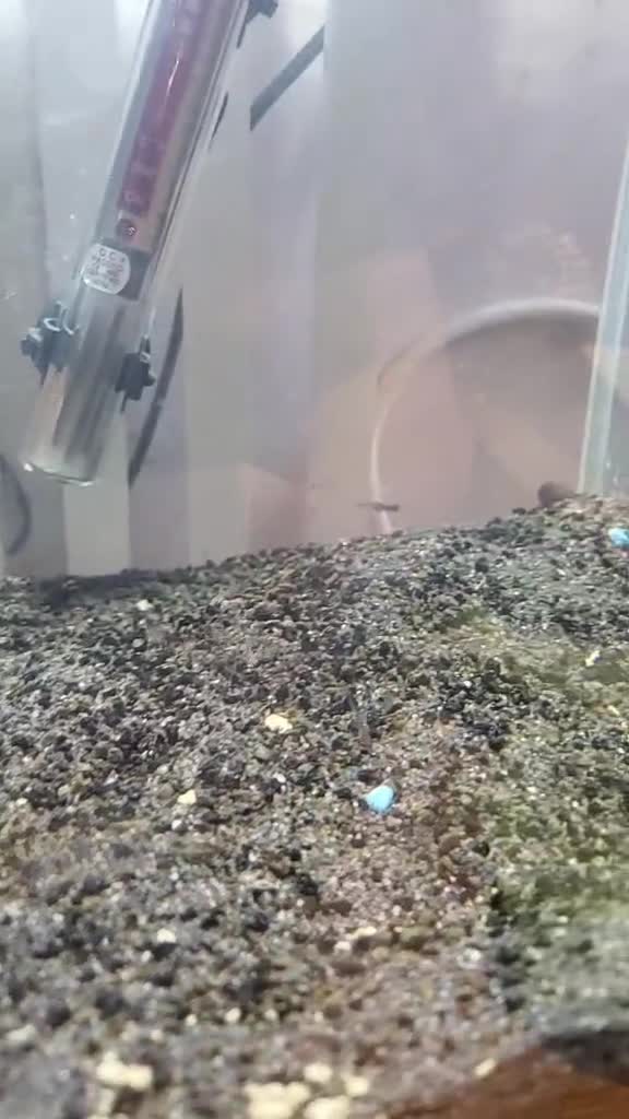 Live Bearers fish for sale: Guppy fry available  in Yeovil - Video 2