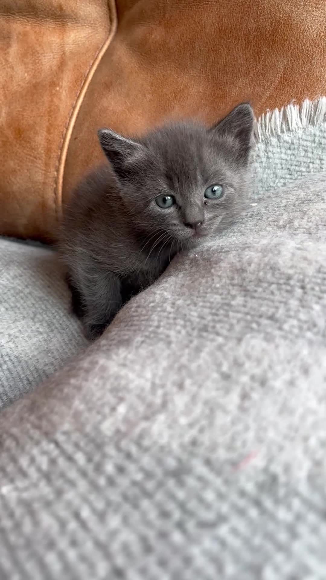 Mixed Breed cats for sale: 3 kittens looking for a new loving home  - Video 1