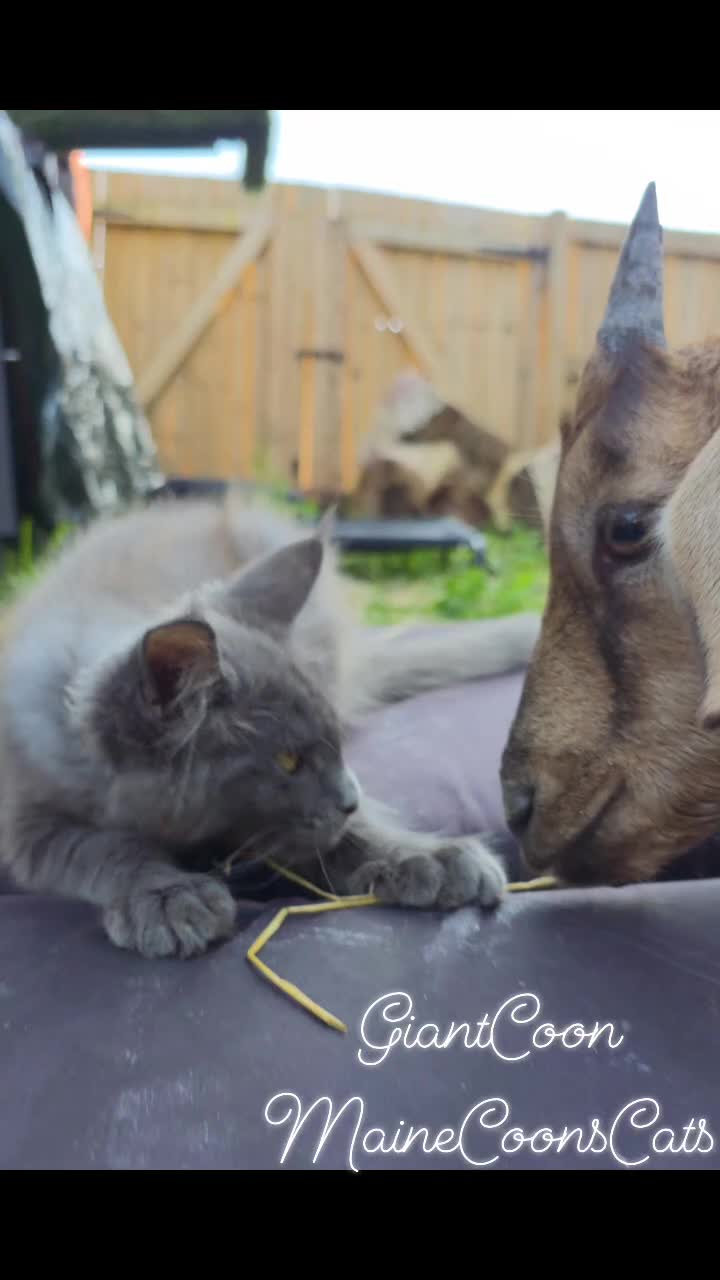 Maine Coon cats for sale: ✅✅❤️Show Quality Registered Maine Coon Kittens❤️✅✅ - Video 2